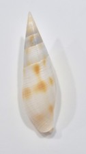 MITRA USTULATA BARGAIN  SHELL