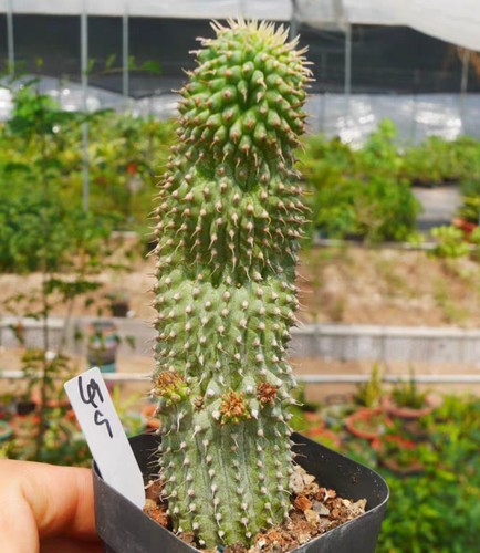 Pianta rara fiori neri - , hoodia