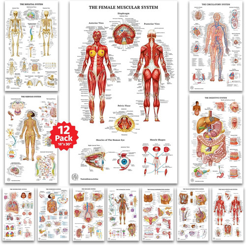 Poster anatomia umana - 12,