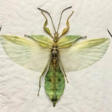 PHYLLIUM PHILIPPINICUM bastone maschio adulto insetti tassidermia Phasmatodea I72