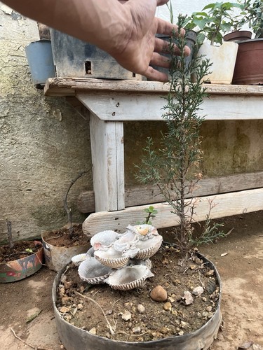 Bonsai ginepro juniperus - bonsai,