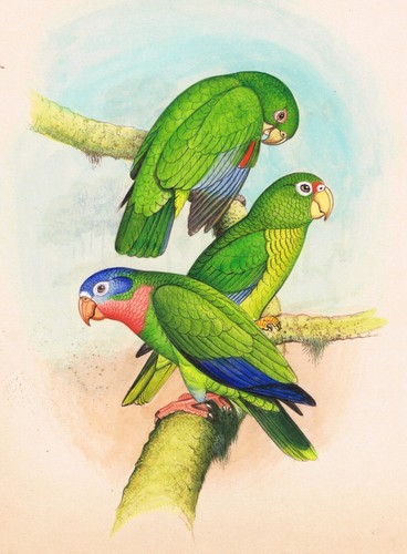 Mano pappagallo uccelli - mano,