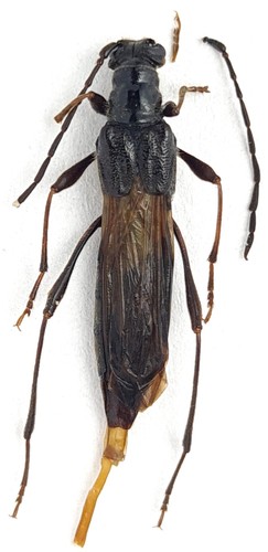 Cerambycidae necydalinae - cerambycidae,