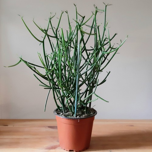 Pianta euphorbia - 1,