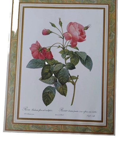 Stampa redoute roses - p.j.,