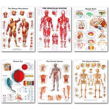Quadro educazione medica sistema scheletrico corpo umano cervello anatomia poster seta