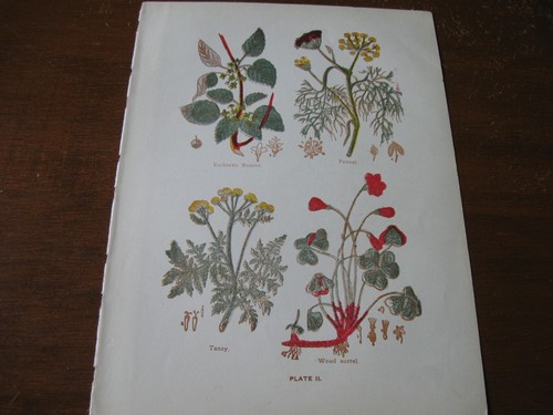 1915 stampa artistica - 1915,