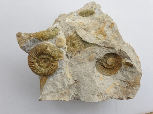 Splendido livello ammonite - livello,