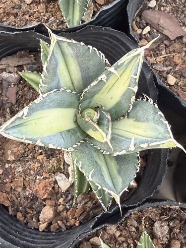 Agave titanota sad - titanota, agavaceae