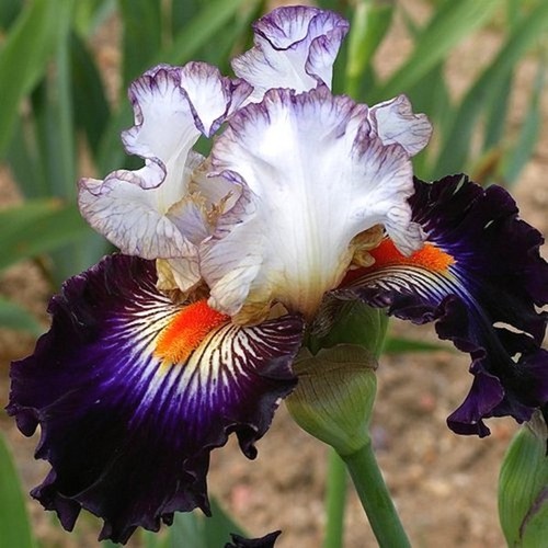 Iris terre à - 'terre, silex'