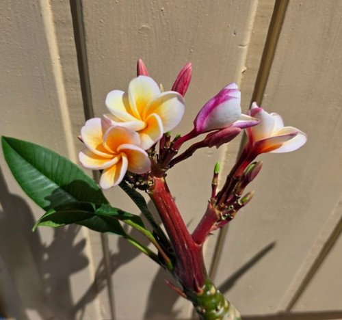 Frangipani plumeria divine - plumeria,