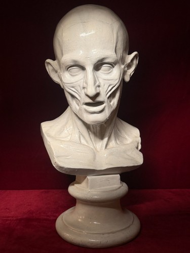 Antico busto anatomico - , in