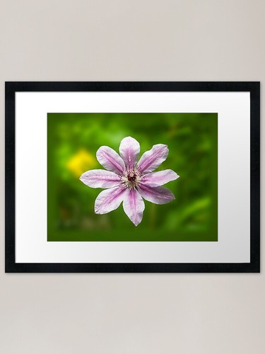 Quadro clematis nelly moser - clematis,