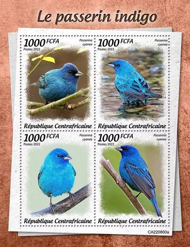 Indigo bunting cardinal - bunting,