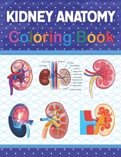 Kidney anatomy coloring - kidney,