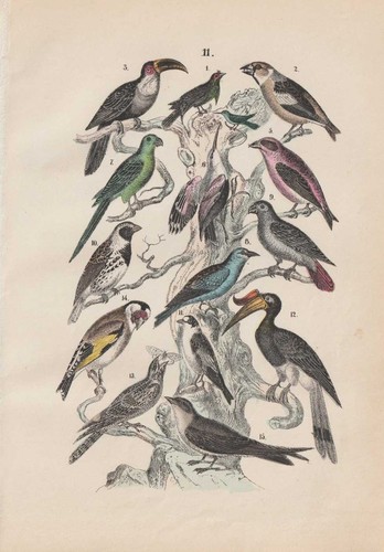 Uccelli tropicali cardellino - tropicali,