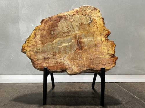Fetta legno pietrificato - legno,