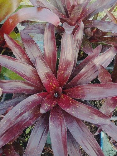 Neoregelia pianta tropicale - neoregelia,