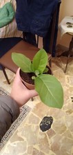 Semi di Tabacco nascita garantita