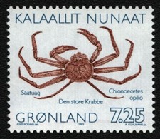 Groenlandia 1993 - Michel n. 232 II ** - MNH - Granchi / Granchi