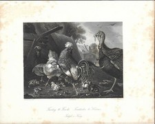 Stampa antica TACCHINO GALLI