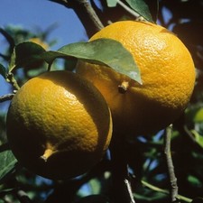Piante di Bergamotto (Citrus x