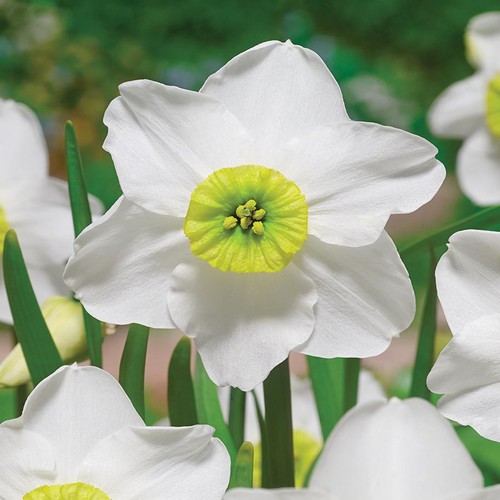 Narcisi bulbi fiori - bulbi, cipolle