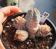 Rara pianta cactus Euphorbia