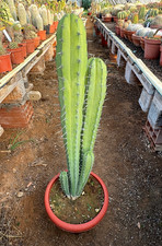POLASKIA CHICHIPE - CACTUS -