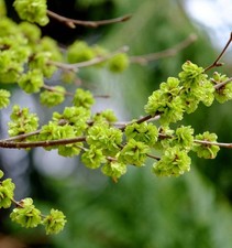 Ulmus pumila 20-70cm |