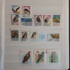 REINEALEX UCCELLI RAPACI