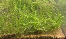 Muschio di Java 5x5cm