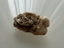 Orso delle caverne - ,, ursus