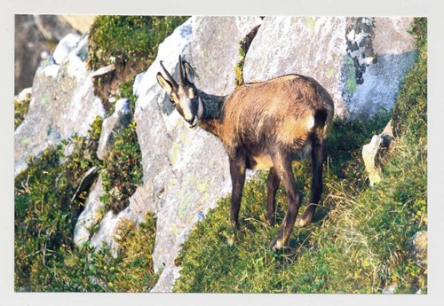 Cartolina postale camoscio - 1,