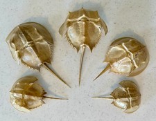 Lot of 5 - Horseshoe Crab