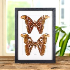 Atlas Moth Male & Female Pair
