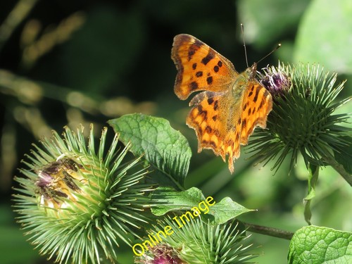 Photo 6x4 comma - comma, on