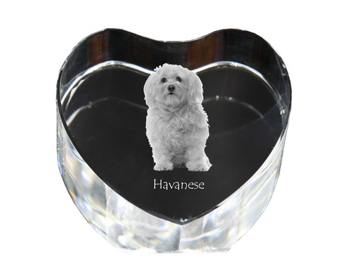 Havaneser bichon havanese - havaneser,