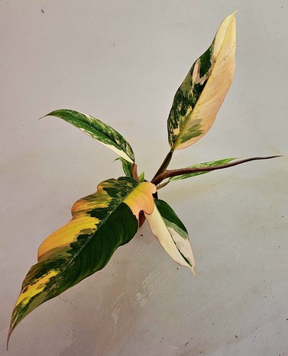 Philodendron caramel marble - caramel,