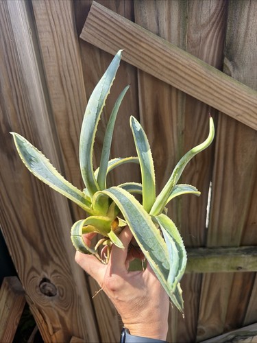 Agave americana - agave,
