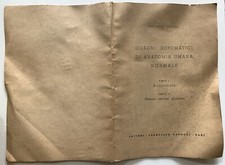 LUIGI MARTINO QUADRI SCHEMATICI ANATOMIA UMANA NORMALE ANGIOLOGIA CACUCCI BARI