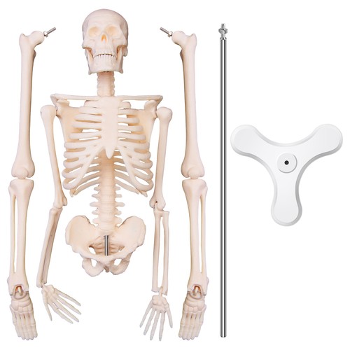 45cm anatomia umana - 45cm,