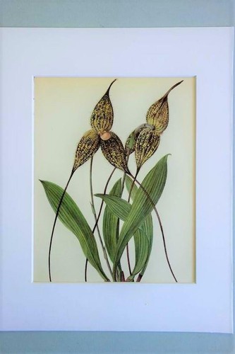 Stampa quadro orchidea - quadro,