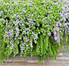 OFFERTA! 2 PIANTE ROSMARINUS