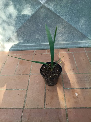 Pianta palma sabal - , 25