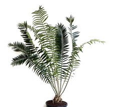 Encephalartos chimanimaniensis