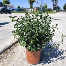 Pianta Menta Piperita