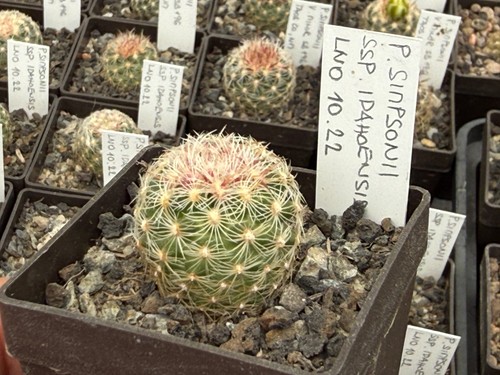 Pediocactus simponii ssp