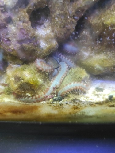 Bristle worm detritivori - -,