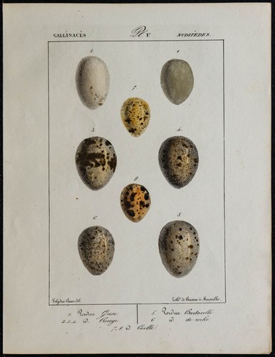 1830 uova uccelli pernice - -,